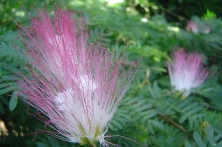 fleurs_de_l_arbre___soie