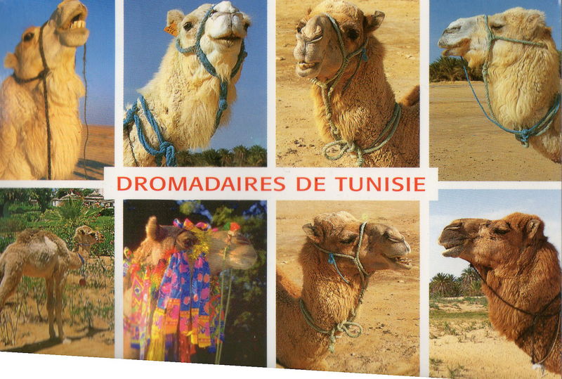 LA TUNISIE, par Céline et Bonnie