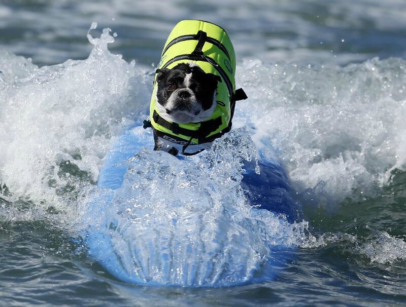 chien-surfeur-aquitaine