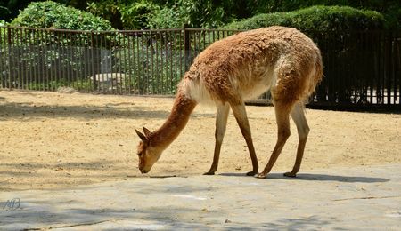 Jardin des plantes 06