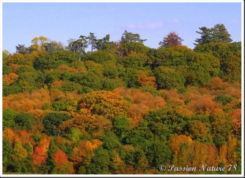 La forêt aux couleurs d'automne (1)