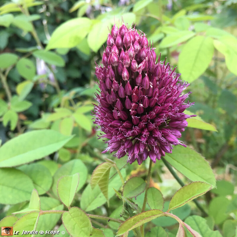 Allium-Sphaerocephalum-4