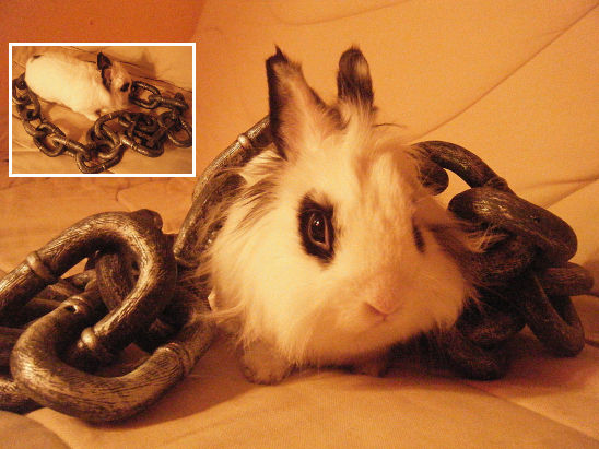 LAPIN BAGNARD