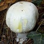 Psalliote_jaunissante3