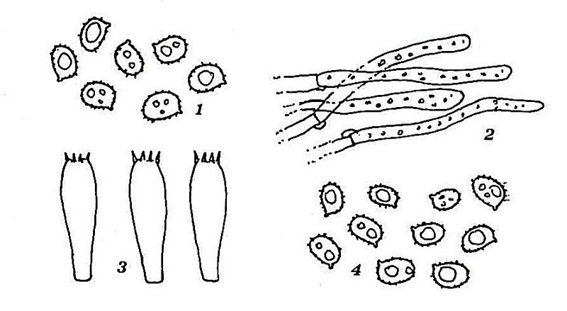Lepista ameliae in Contu OestZPilz_7_0025-0027-page-002