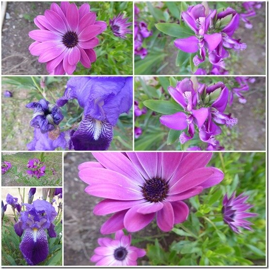 violet