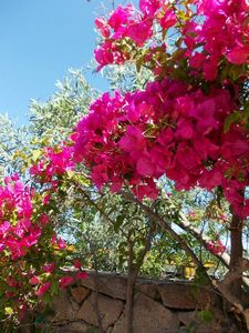 bougainvilliers