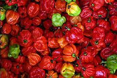 Piment habanero ou des Antilles