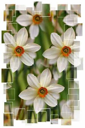 Narcisse Viridiflora 4 frame