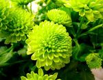 3 fleur verte3227219004_a3e54036e1