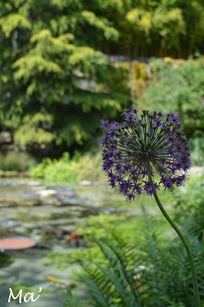 140518_jardin_petrif9