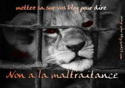 non___la_maltraitance