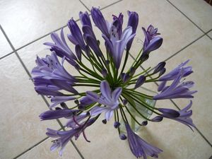 fleur_violette__1_