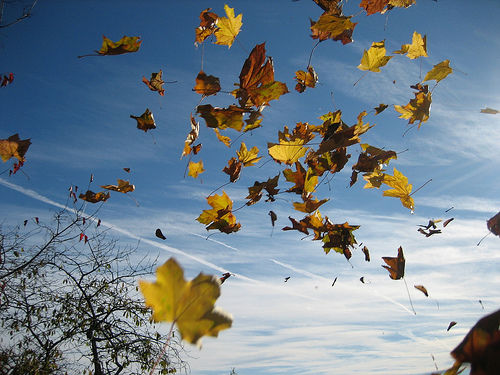 automne_feuilles_envol_es