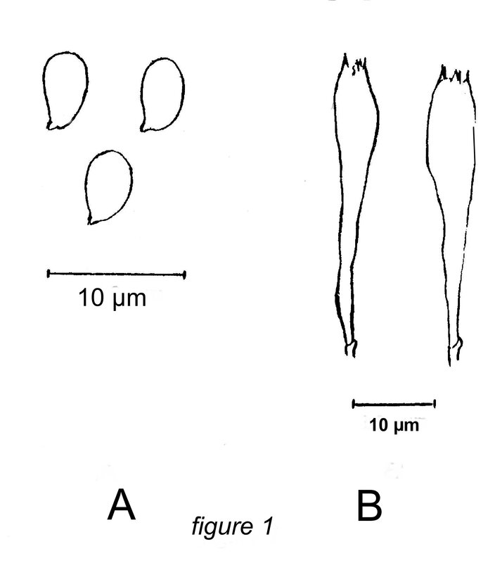 Clitocybe amoenolens 1992 93 Alpes_BFAMM 4_p 17 fig