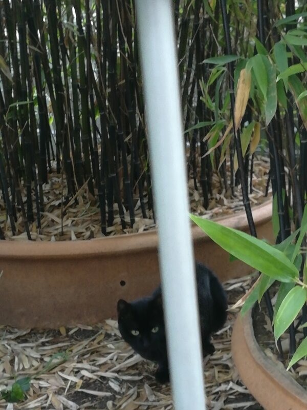 chat noir bambous