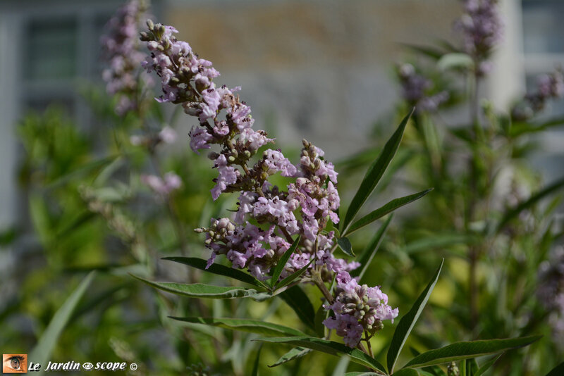 PAT_1945--Vitex-Pink-Pinnacle