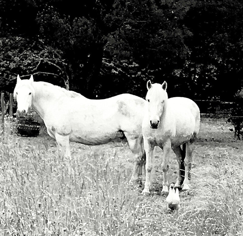 N&B chevaux