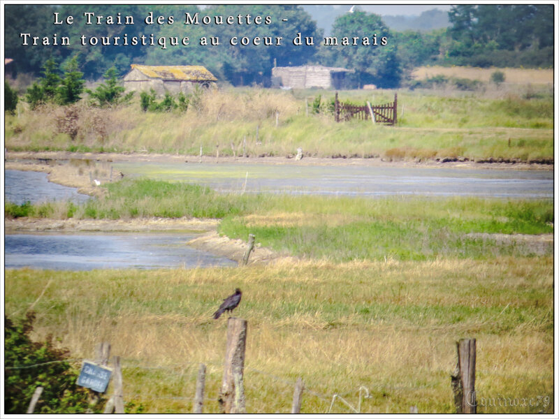 ducs d'Aquitaine et comtes de Poitiers - De Saujon à La Tremblade, un voyage en train à toute vapeur à travers les marais de la Seudre (1)