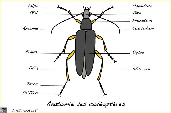 Anatomie-des-coléoptères