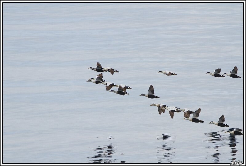 Eider à duvet, mâles