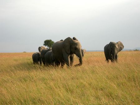 ELEPHANTS__Kenya__3