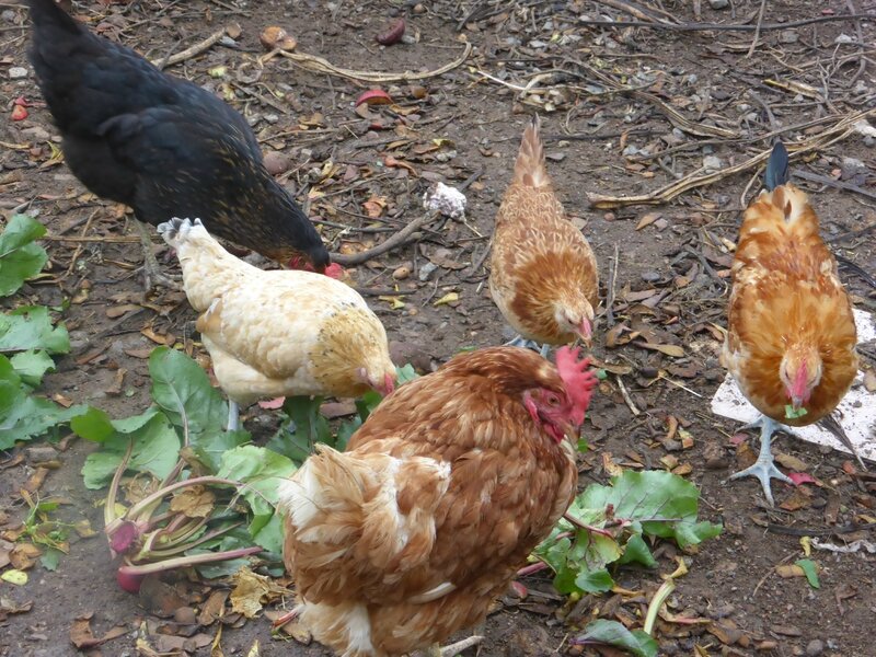 19-poules-betteraves (5)