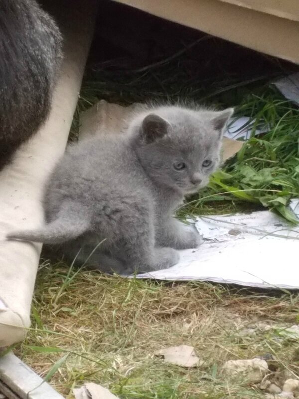 Emerainville chaton