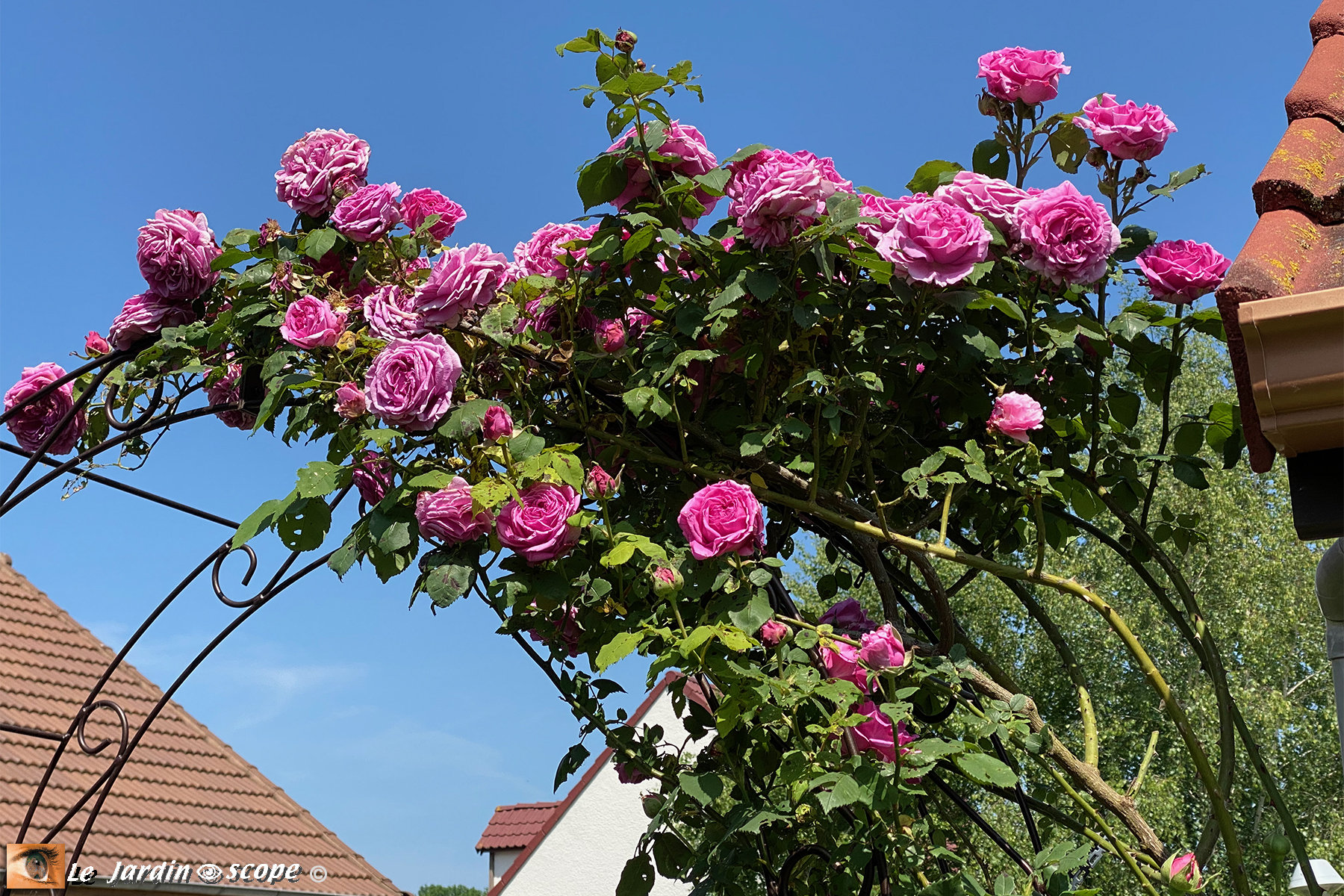Rosa 'Madame Isaac Péreire'