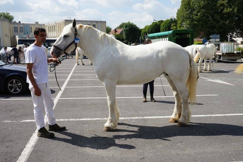 Badine de Tachincourt - 17 Juin 2017 - Concours élevage local - St Pol sur Ternoise (62) - 7e (Non Suitées)