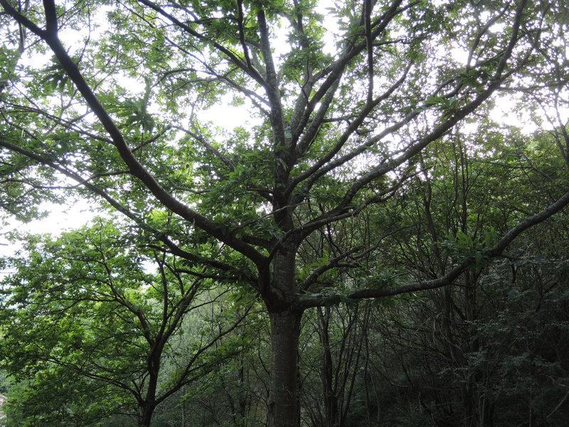Mont Ursuya, sentier, un arbre (64)