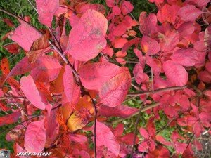 Cotinus coggygria x dummeri Grace et ses couleurs feu de l'automne