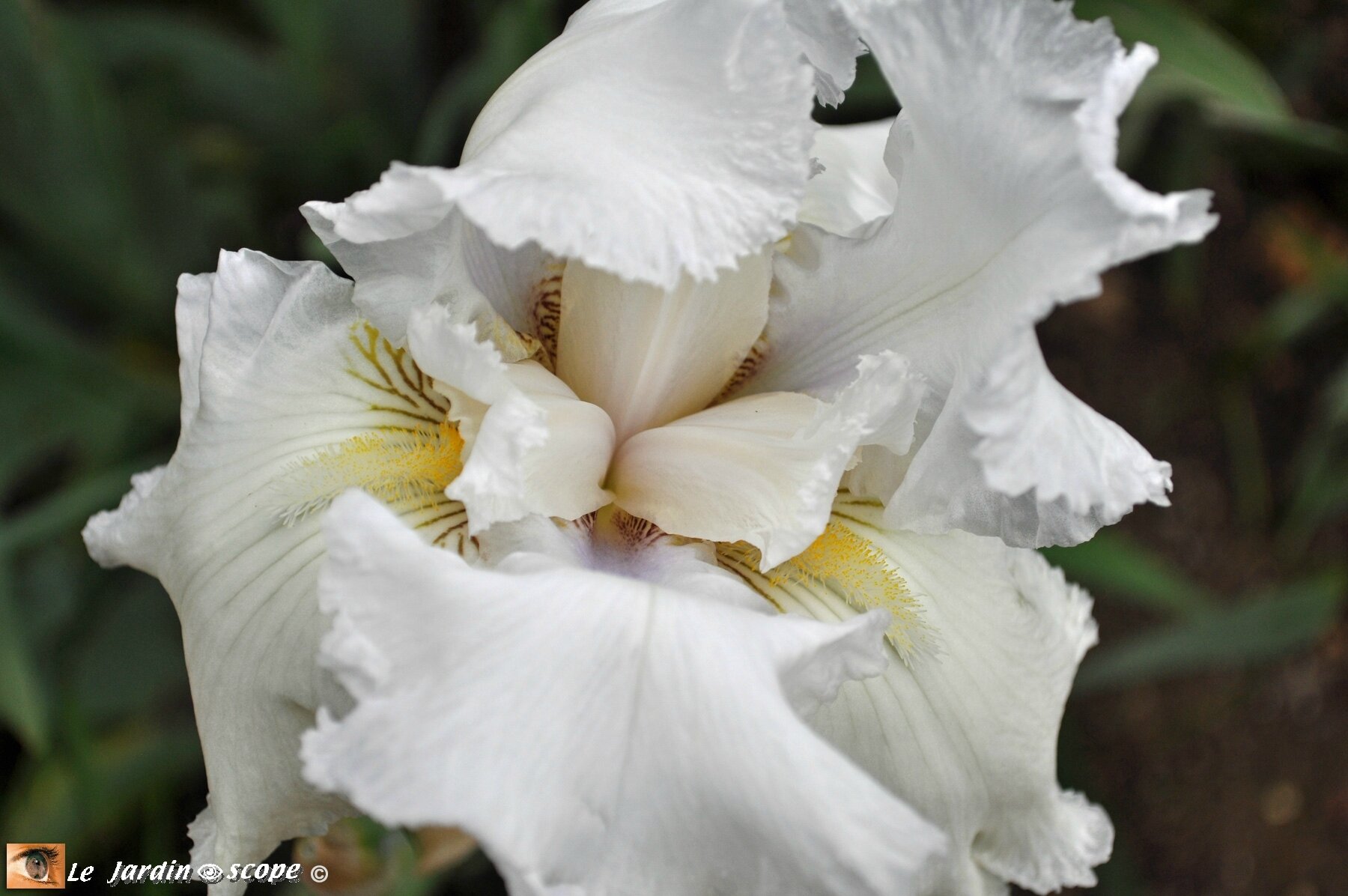 Iris-blanc-veiné