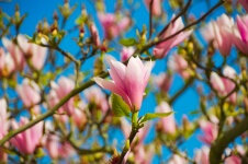 fleur-de-magnolia-