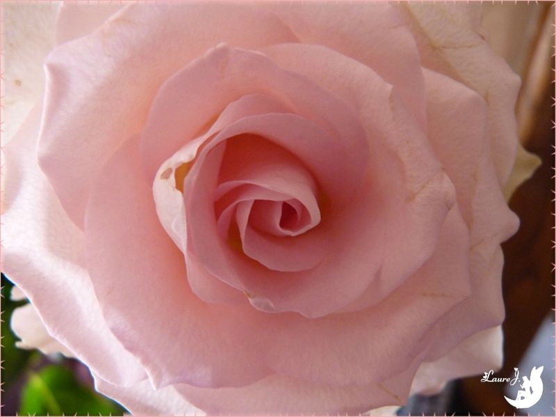 Bouquet roses 5