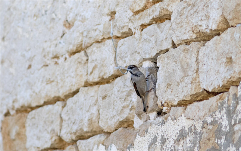 Oiseau moineau mur ficelle ville 040420 2