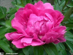 Karl_Rosenfield