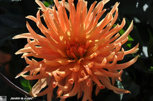 Dahlia_Cactus_Ludwig