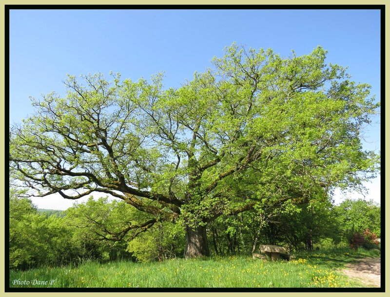 bourgogne avril 2015 035