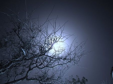 clair_de_lune_derri_re_son_arbre_sec_dans_une_nuit_bleue__parc_de_Waza_Cameroun