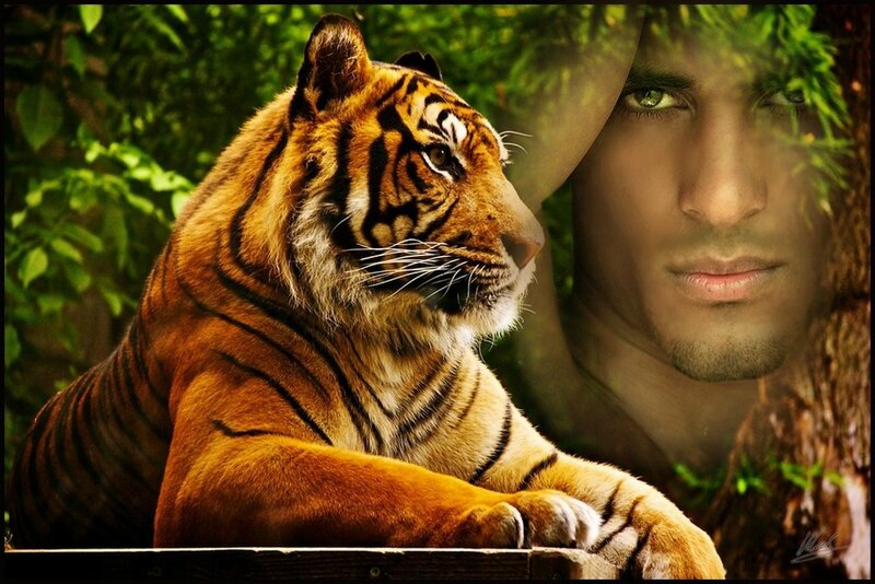 tigre et homme