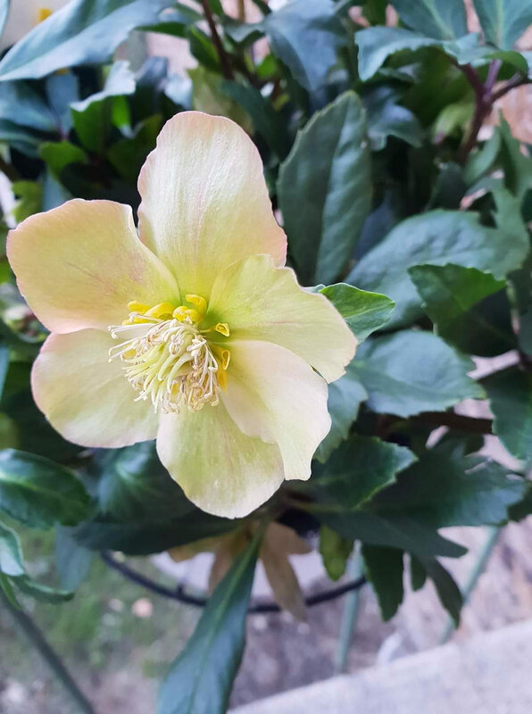 hellebore 2