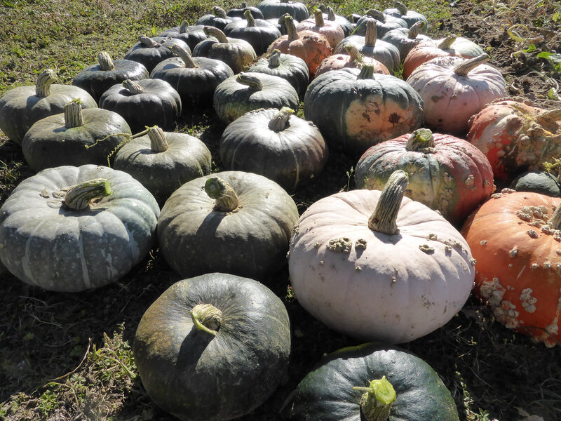 15-courges, récolte courges, potimarrons (19)