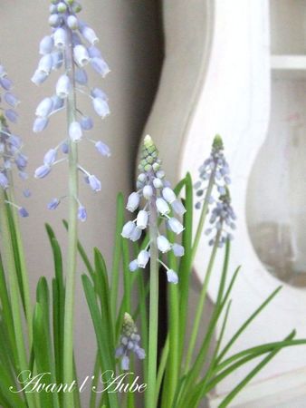 muscari