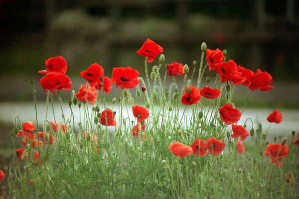 coquelicot