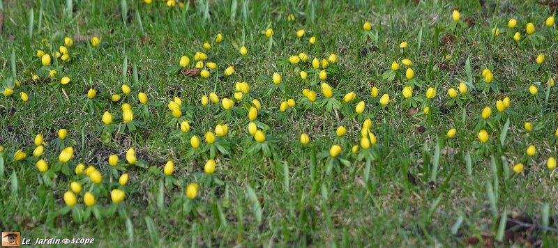 Fleurettes-jaunes