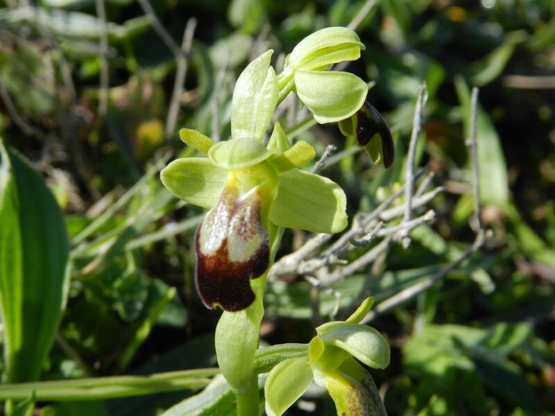 Ophrys lupercalis16