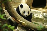 250px_Lightmatter_panda