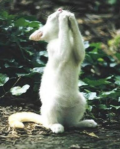 chat-qui-prie