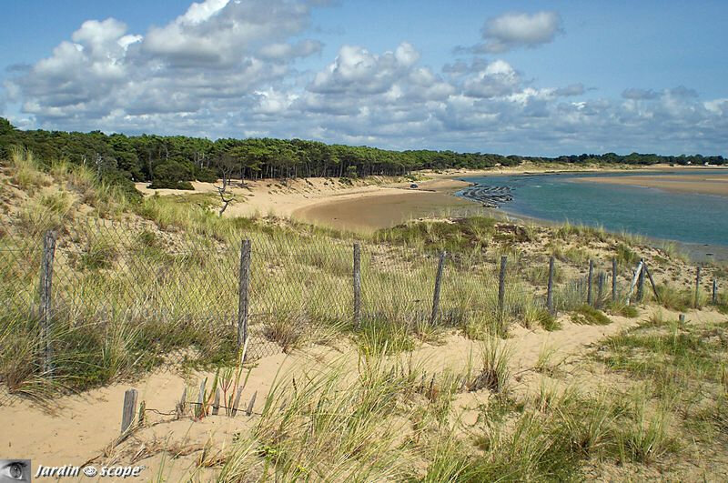 Dunes-océan-Atlantique